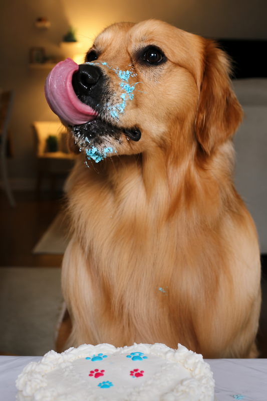 Dog Gender Reveal Cakes