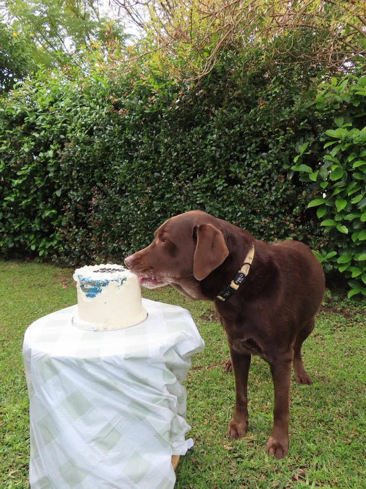 Dog Gender Reveal Cakes