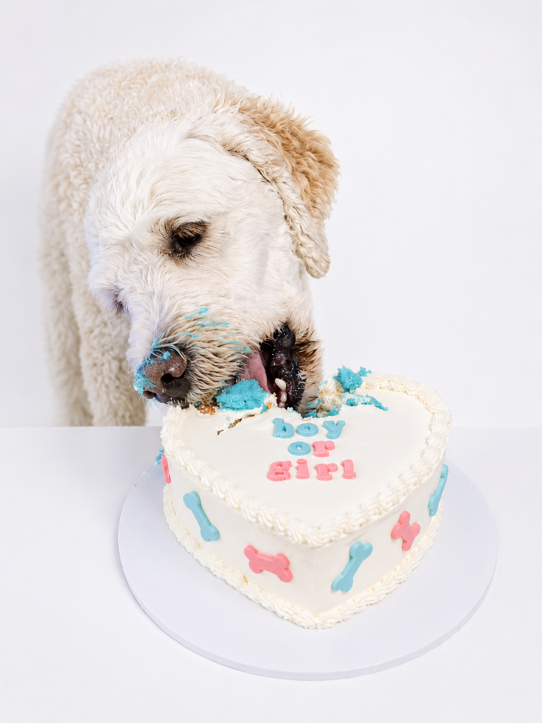 Dog Gender Reveal Cakes