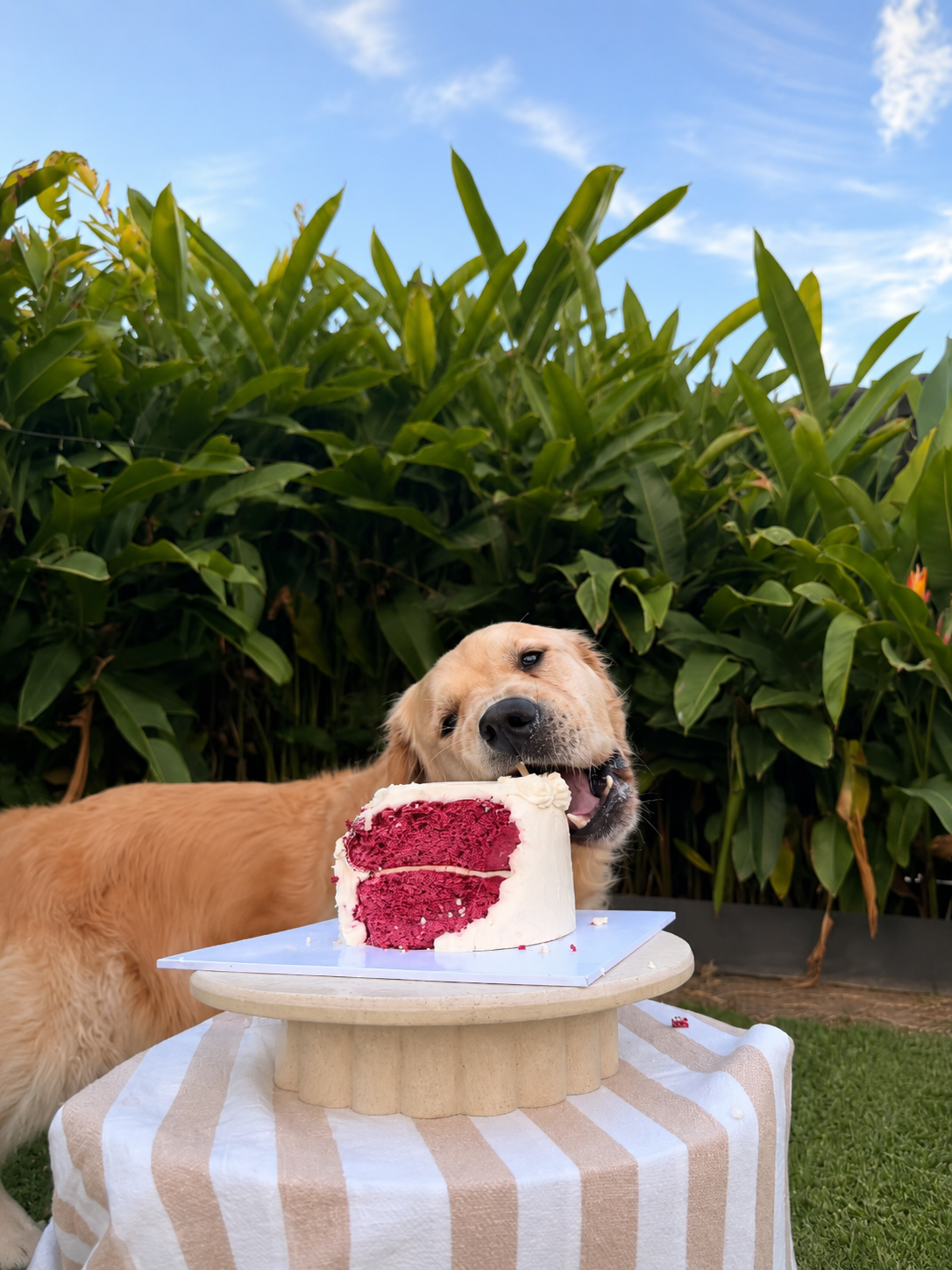Dog Gender Reveal Cakes